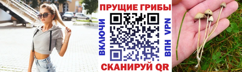Галлюциногенные грибы Cubensis  где найти   Новосиль 